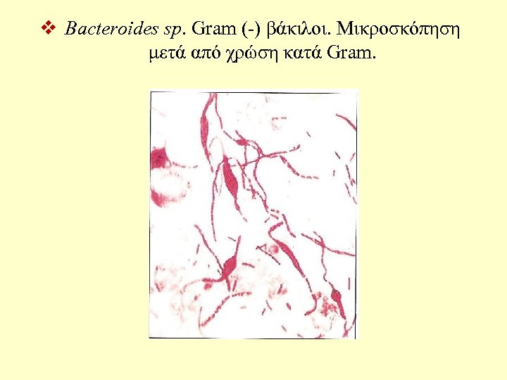 v Bacteroides sp. Gram (-) βάκιλοι. Μικροσκόπηση μετά από χρώση κατά Gram. 