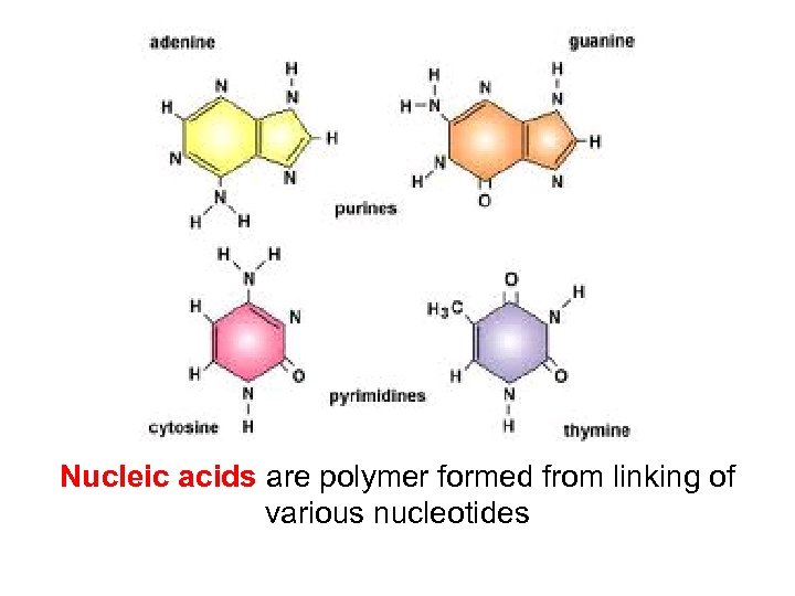 Nucleic acids are polymer formed from linking of various nucleotides 