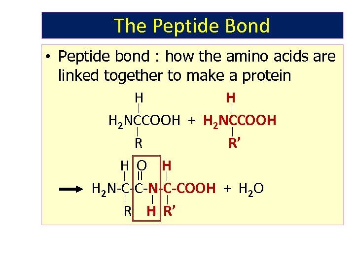 The Peptide Bond • Peptide bond : how the amino acids are linked together