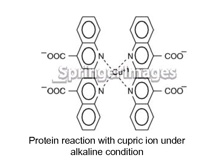 Protein reaction with cupric ion under alkaline condition 