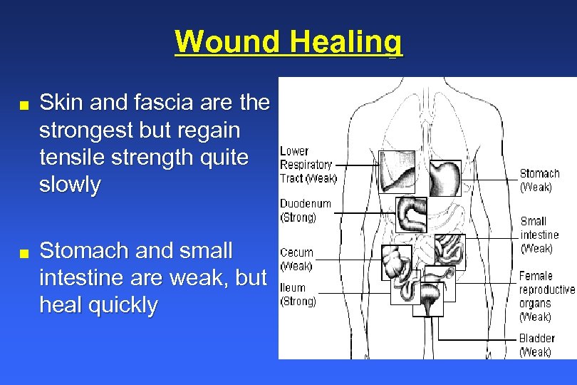 Wound Healing n n Skin and fascia are the strongest but regain tensile strength