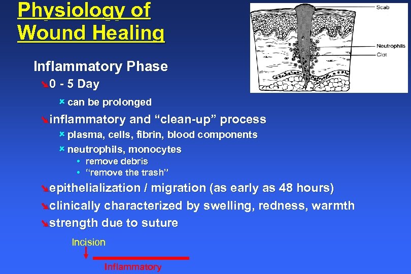 Physiology of Wound Healing Inflammatory Phase Ø 0 - 5 Day û can be