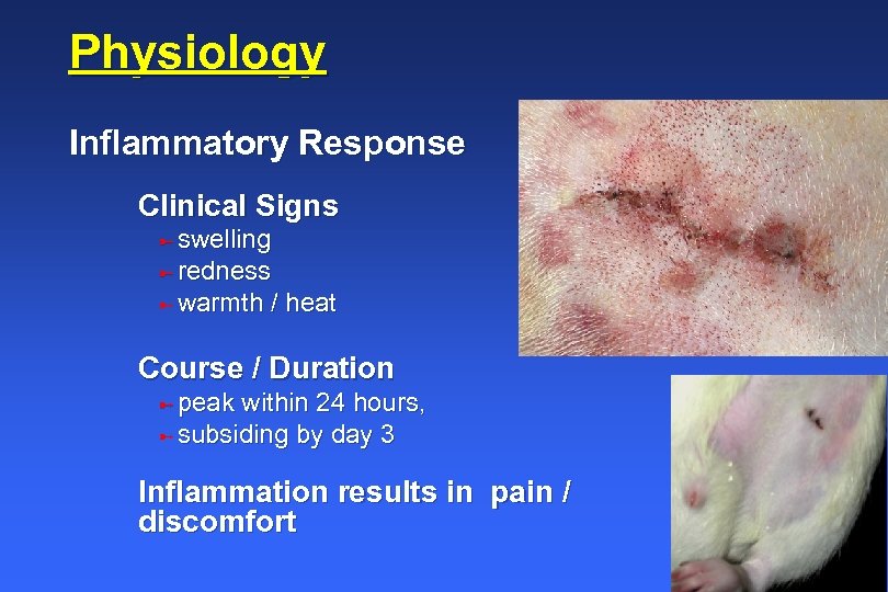 Physiology Inflammatory Response Clinical Signs ü swelling ü redness ü warmth / heat Course