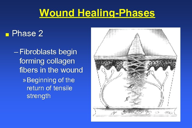 Wound Healing-Phases n Phase 2 – Fibroblasts begin forming collagen fibers in the wound