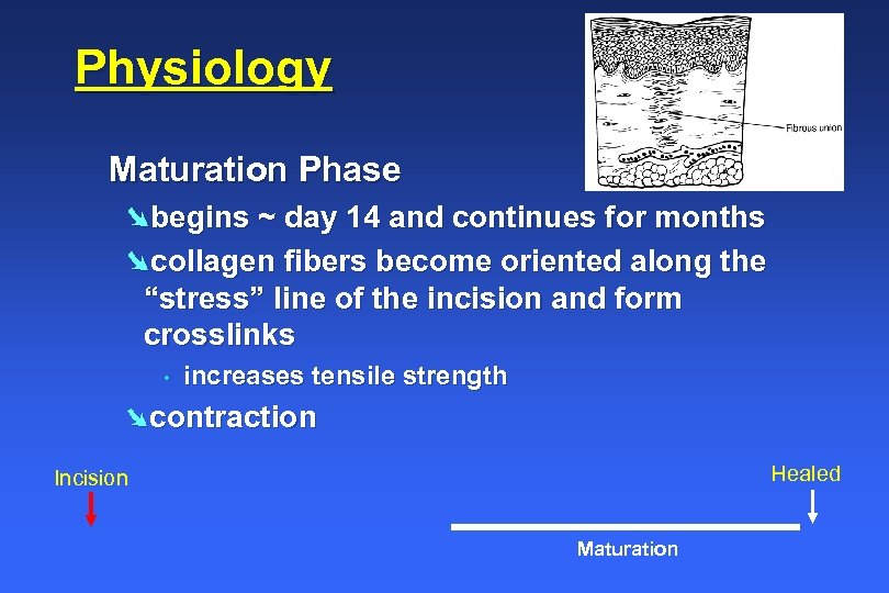 Physiology Maturation Phase Øbegins ~ day 14 and continues for months Øcollagen fibers become