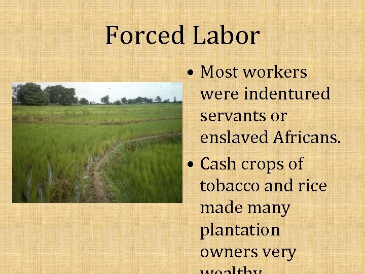 Forced Labor • Most workers were indentured servants or enslaved Africans. • Cash crops