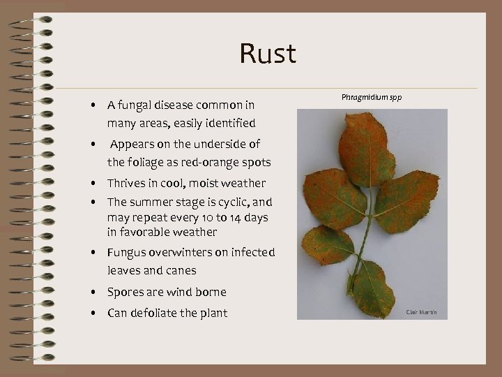 Rust • A fungal disease common in many areas, easily identified • Phragmidium spp