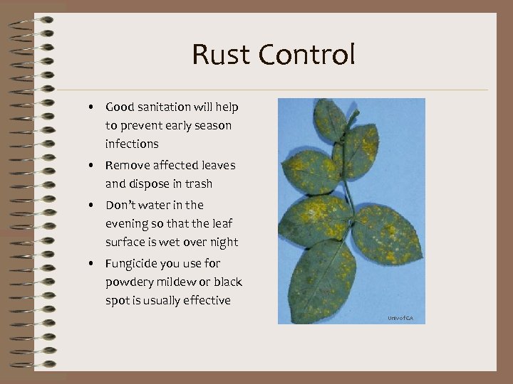 Rust Control • Good sanitation will help to prevent early season infections • Remove