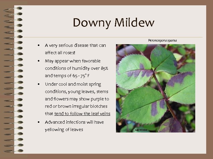 Downy Mildew Peronospora sparsa • A very serious disease that can affect all roses!