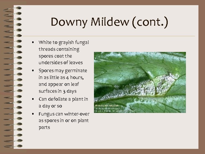 Downy Mildew (cont. ) • White to grayish fungal threads containing spores coat the