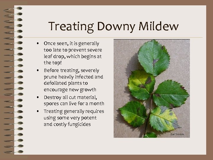 Treating Downy Mildew • Once seen, it is generally too late to prevent severe