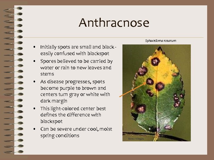 Anthracnose Sphaceloma rosarum • Initially spots are small and black easily confused with blackspot