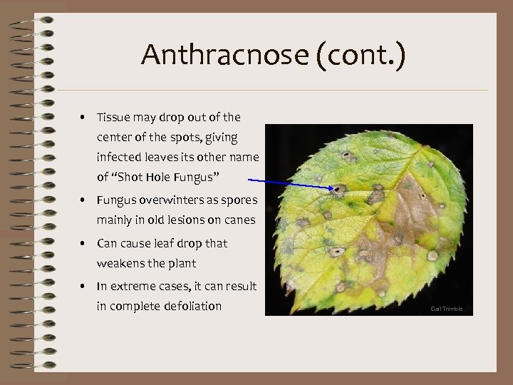 Anthracnose (cont. ) • Tissue may drop out of the center of the spots,