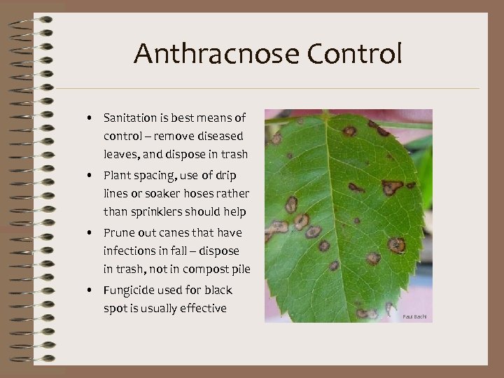 Anthracnose Control • Sanitation is best means of control – remove diseased leaves, and