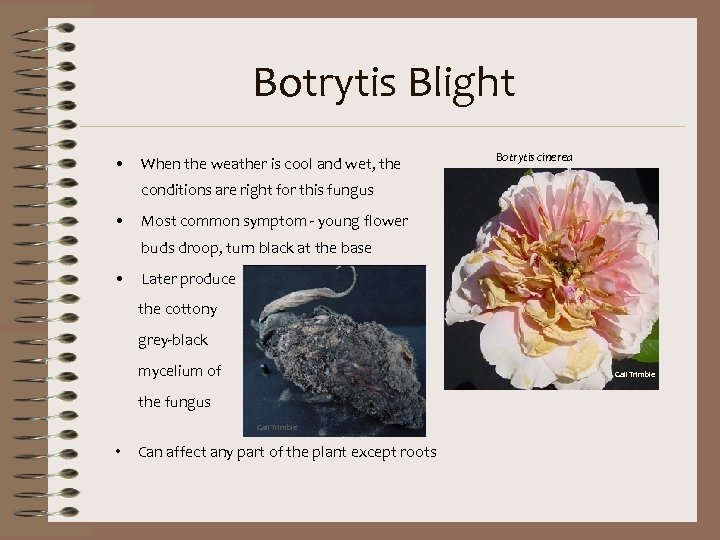 Botrytis Blight • When the weather is cool and wet, the Botrytis cinerea conditions