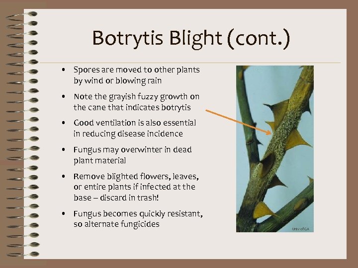 Botrytis Blight (cont. ) • Spores are moved to other plants by wind or