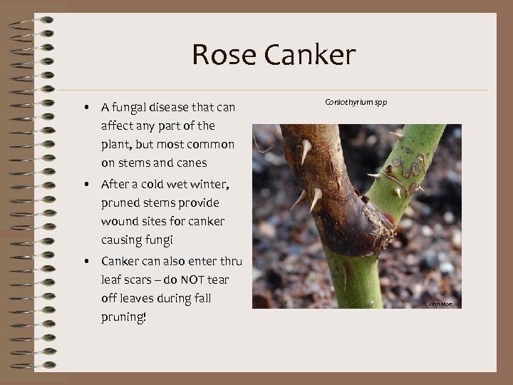 Rose Canker • A fungal disease that can affect any part of the plant,