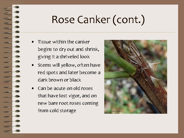 Rose Canker (cont. ) • Tissue within the canker begins to dry out and