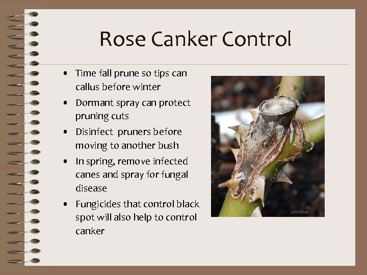 Rose Canker Control • Time fall prune so tips can callus before winter •