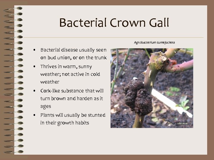 Bacterial Crown Gall Agrobacterium tumefaciens • Bacterial disease usually seen on bud union, or