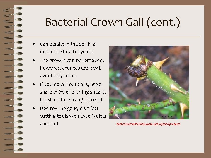 Bacterial Crown Gall (cont. ) • Can persist in the soil in a dormant