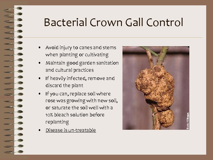 Bacterial Crown Gall Control • Avoid injury to canes and stems when planting or