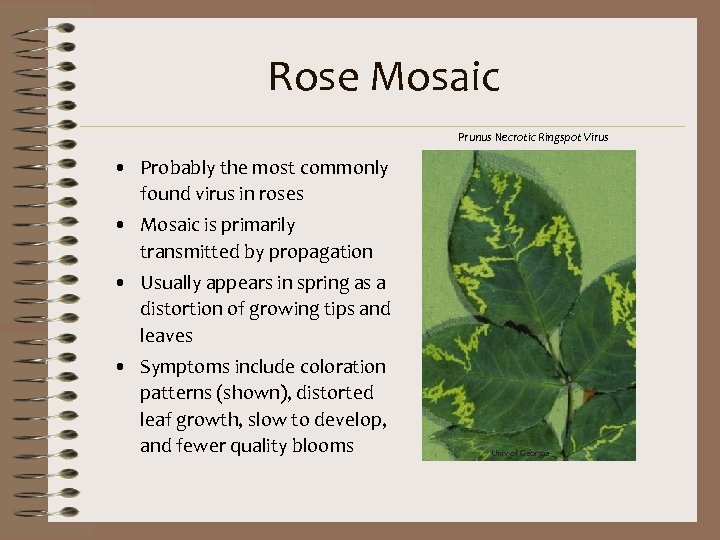 Rose Mosaic Prunus Necrotic Ringspot Virus • Probably the most commonly found virus in