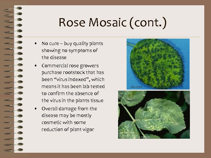 Rose Mosaic (cont. ) • No cure – buy quality plants showing no symptoms