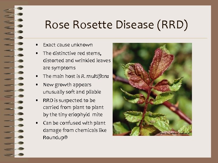 Rosette Disease (RRD) • Exact cause unknown • The distinctive red stems, distorted and