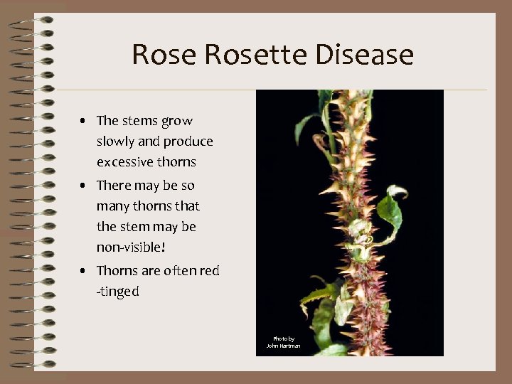 Rosette Disease • The stems grow slowly and produce excessive thorns • There may