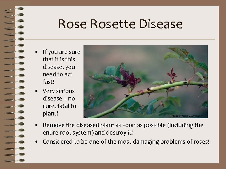 Rosette Disease • If you are sure that it is this disease, you need