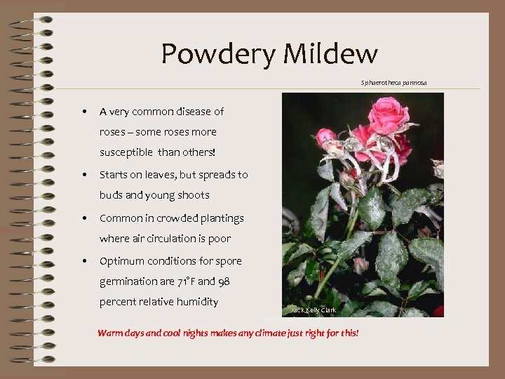 Powdery Mildew Sphaerotheca pannosa • A very common disease of roses – some roses