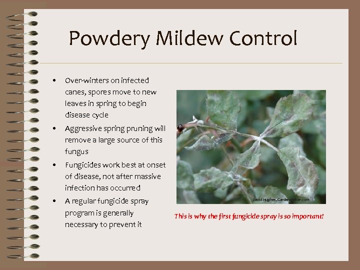 Powdery Mildew Control • Over-winters on infected canes, spores move to new leaves in