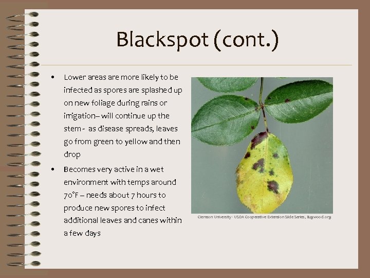 Blackspot (cont. ) • Lower areas are more likely to be infected as spores