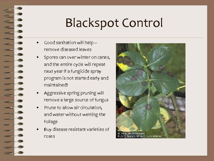 Blackspot Control • Good sanitation will help – remove diseased leaves • Spores can