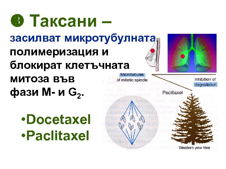  Таксани – засилват микротубулната полимеризация и блокират клетъчната митоза във фази М- и