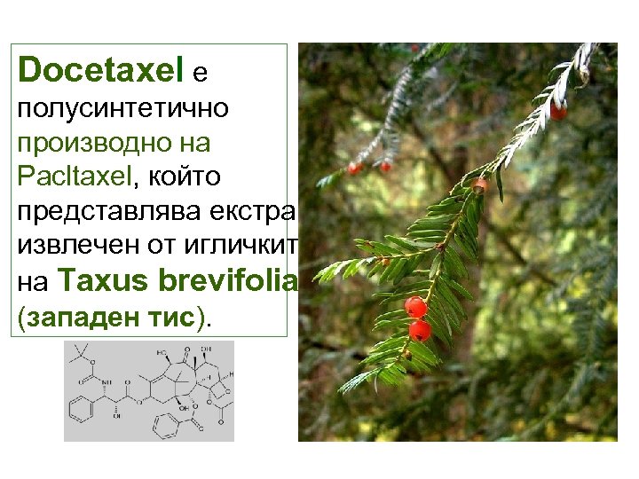 Docetaxel е полусинтетично производно на Pacltaxel, който представлява екстракт, извлечен от игличките на Taxus