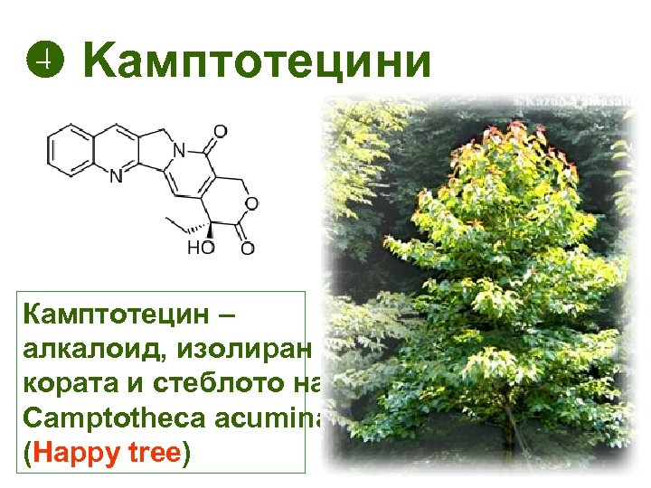  Kамптотецини Камптотецин – алкалоид, изолиран от кората и стеблото на Camptotheca acuminata (Happy