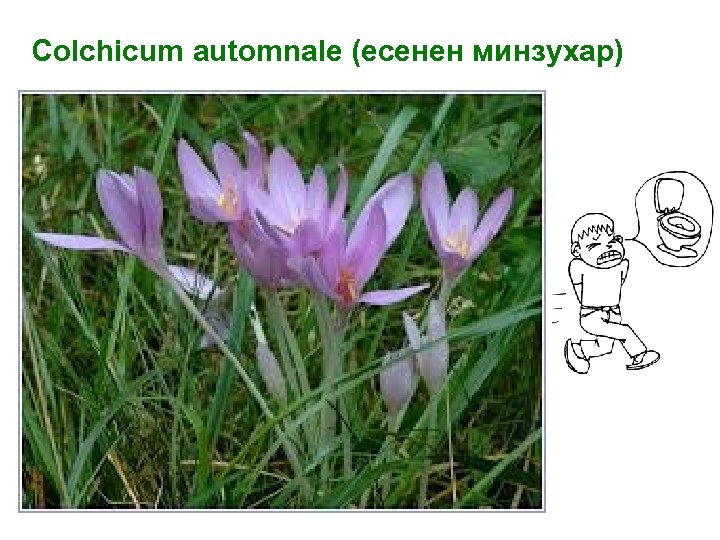 Colchicum automnale (есенен минзухар) 