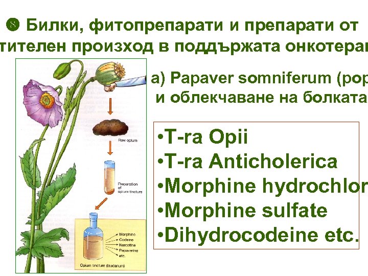  Билки, фитопрепарати и препарати от тителен произход в поддържата онкотерап а) Papaver somniferum