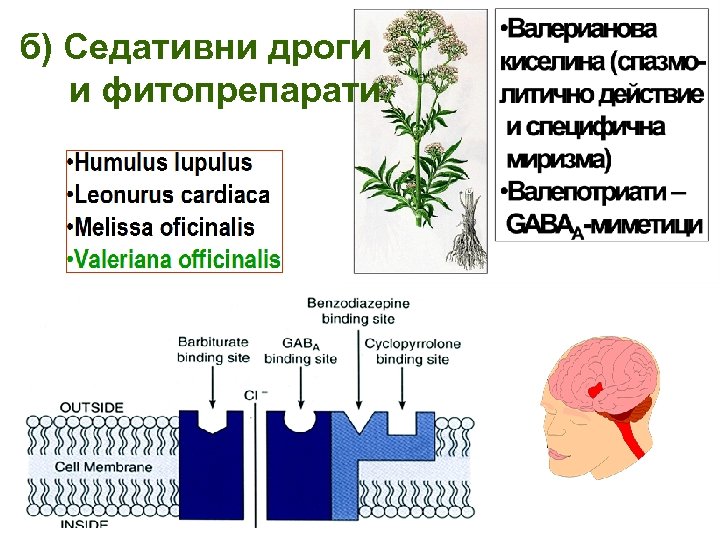 б) Седативни дроги и фитопрепарати 