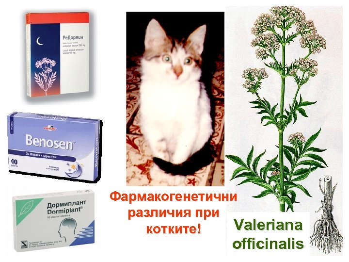 Фармакогенетични различия при Valeriana котките! officinalis 