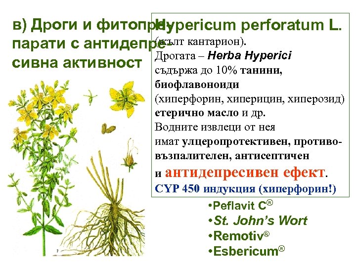 в) Дроги и фитопре. Hypericum perforatum L. (жълт парати с антидепре- кантарион). Дрогата –