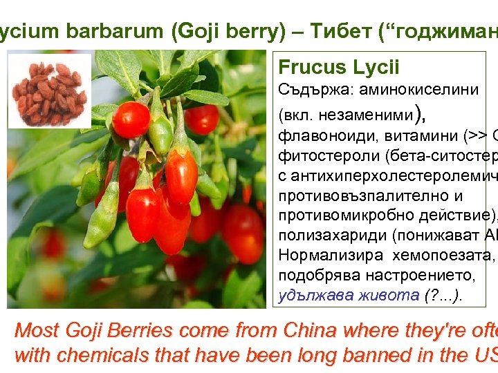 ycium barbarum (Goji berry) – Тибет (“годжиман Frucus Lycii Съдържа: аминокиселини (вкл. незаменими), флавоноиди,