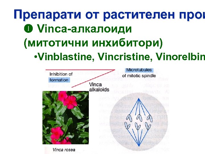 Препарати от растителен прои Vinca-aлкалоиди (митотични инхибитори) • Vinblastine, Vincristine, Vinorelbin 