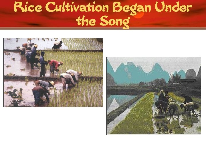Rice Cultivation Began Under the Song 