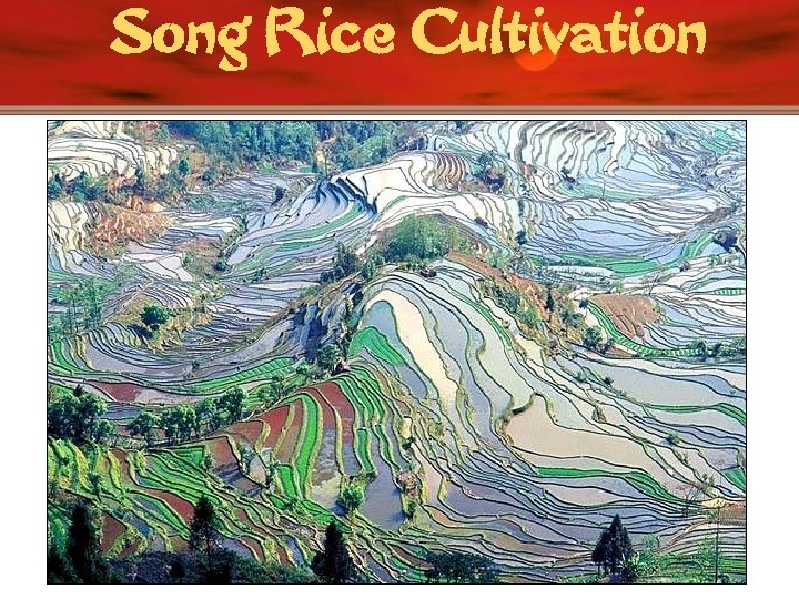 Song Rice Cultivation 