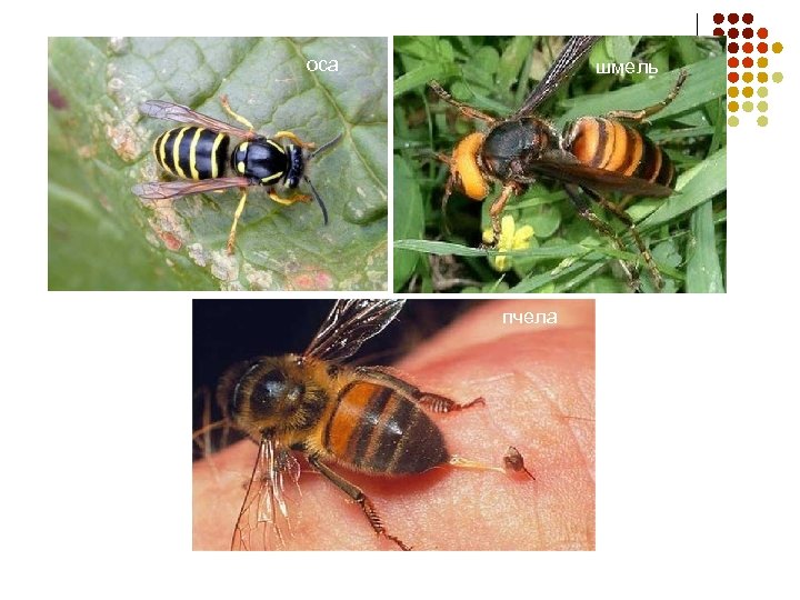 оса шмель пчела 