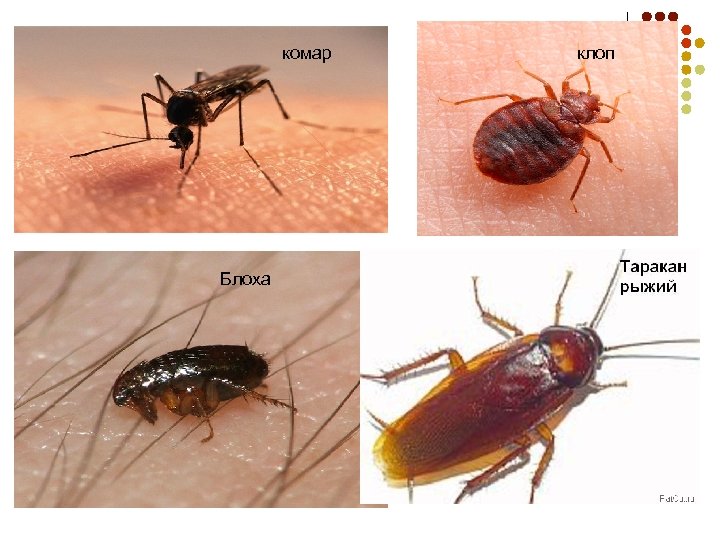 комар Блоха клоп 