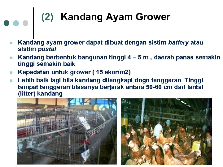 (2) Kandang Ayam Grower n n Kandang ayam grower dapat dibuat dengan sistim battery